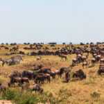 Maasai Mara National Reserve