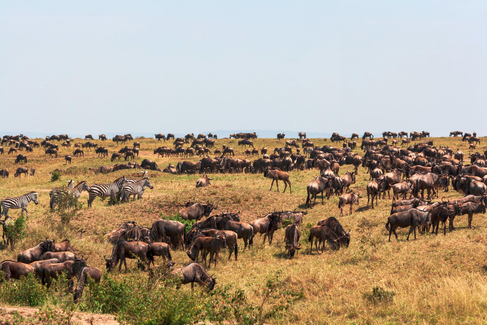 Masai Mara National Re