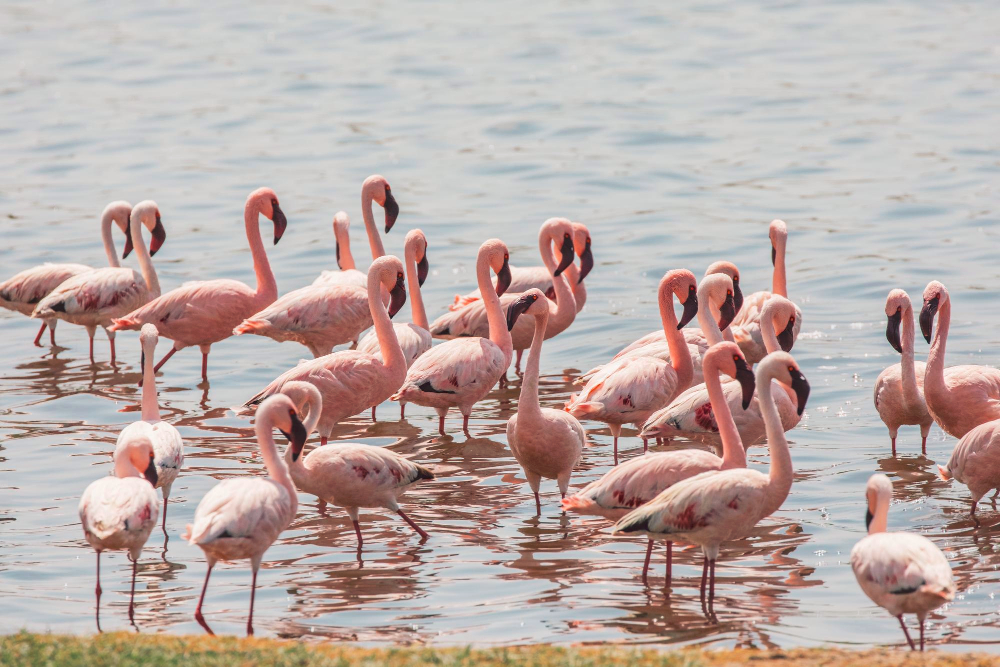 Lake Nakuru National Park