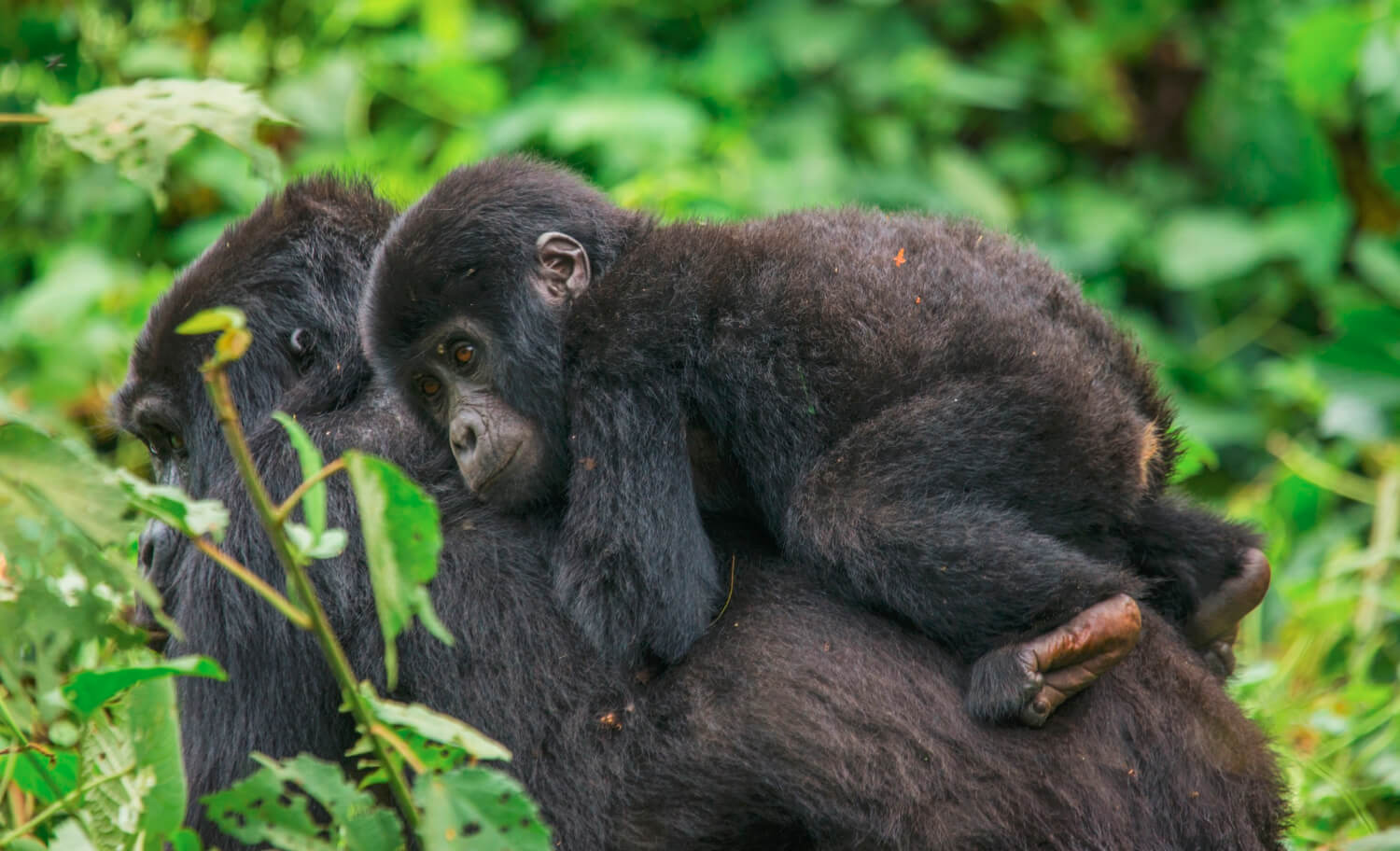 Best Time for Gorilla Trekking in Rwanda