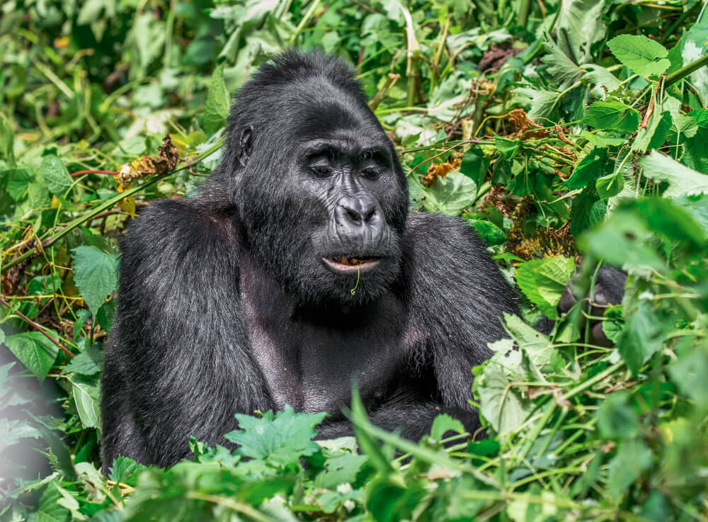 Bwindi Travel Guide