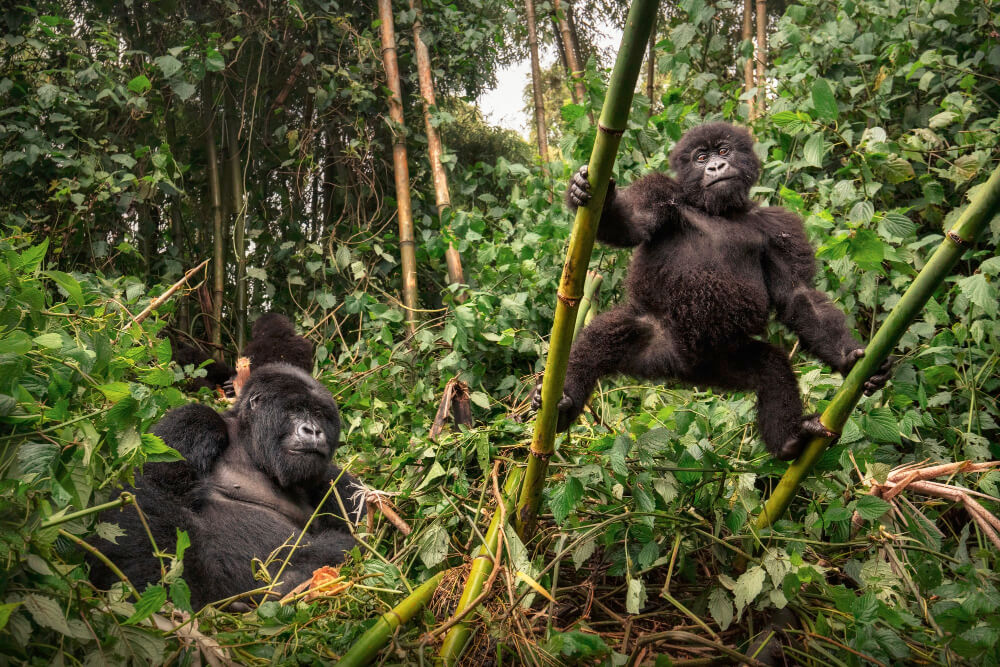 Volcanoes National Park Gorilla Trekking Guide