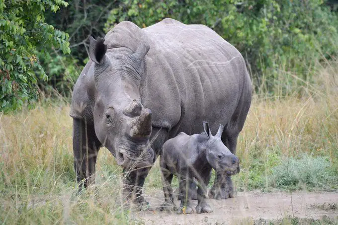 Ziwa rhino sanctuary