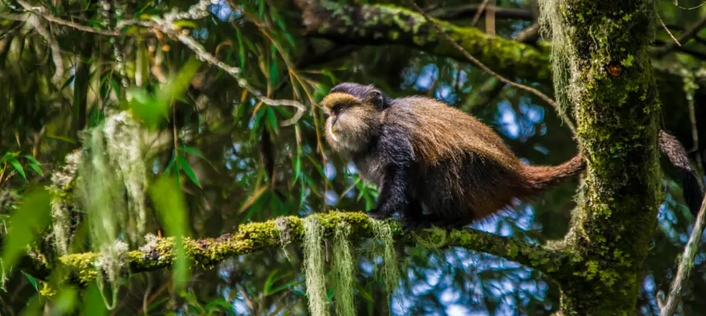 Best Places for Primate Safaris in Uganda