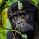 Private Bwindi Gorilla Trekking Honeymoon