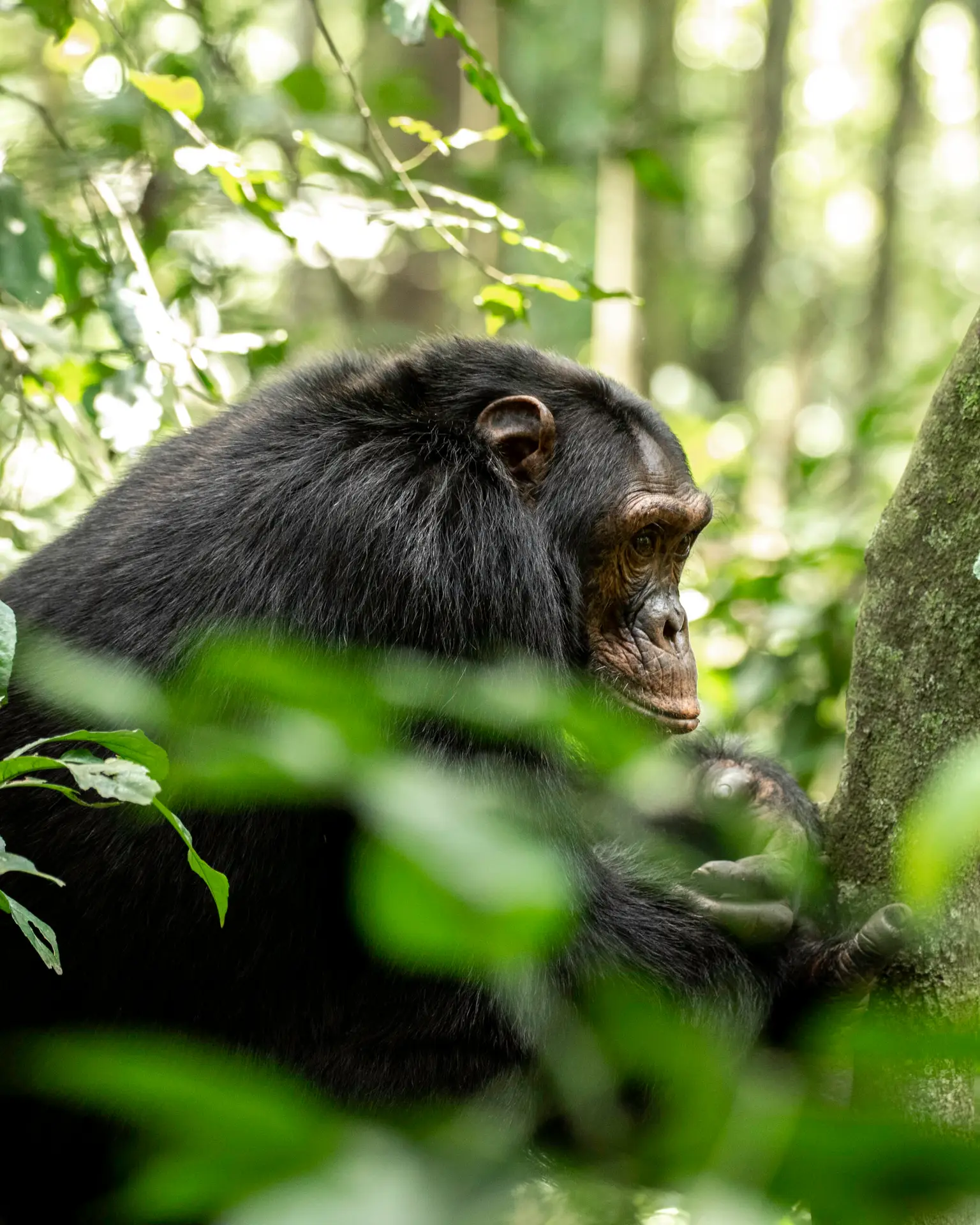 Chimpanzee