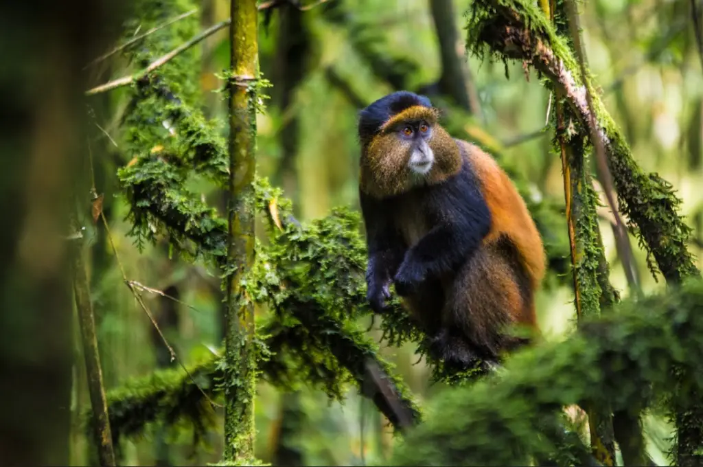 golden monkey