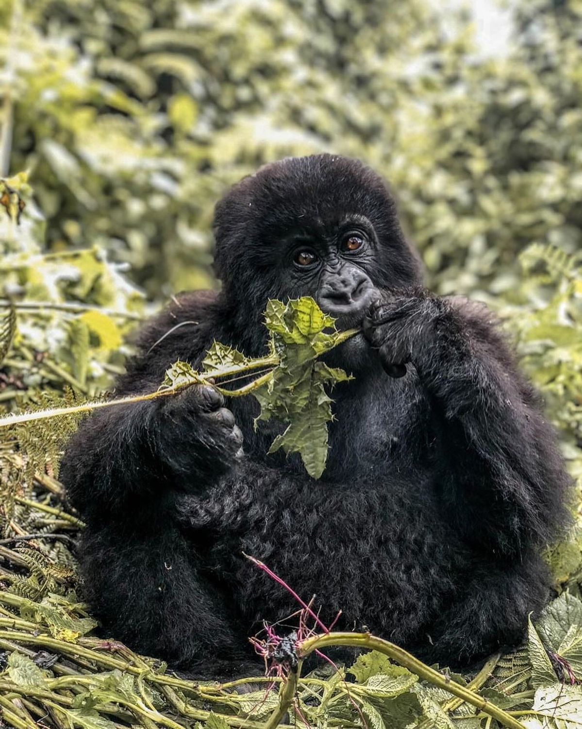 Gorilla