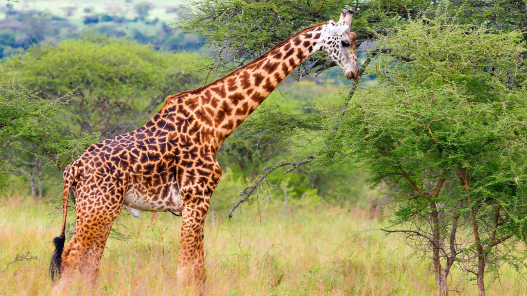 Where to See Giraffes in Uganda
