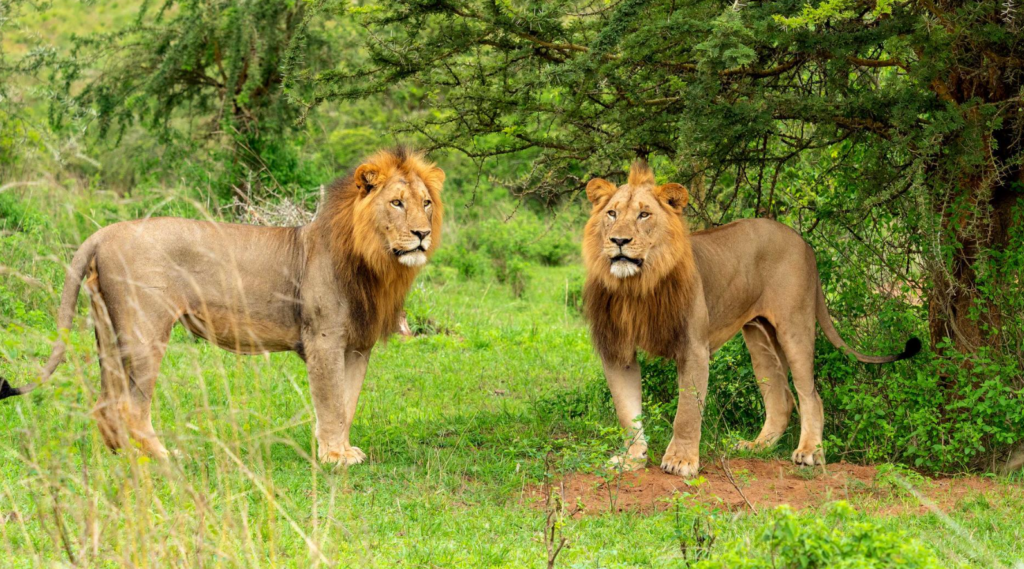 Lion Tracking in Queen Elizabeth National Park