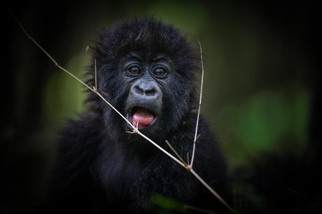 Gorilla in the Forest