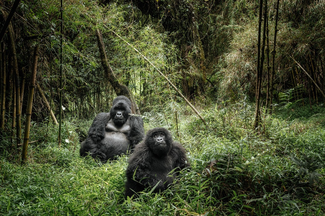 Gorilla tour