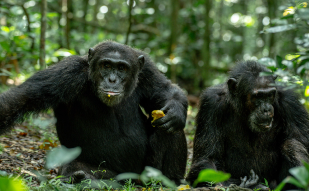 Best Time for Chimpanzee Trekking in Uganda
