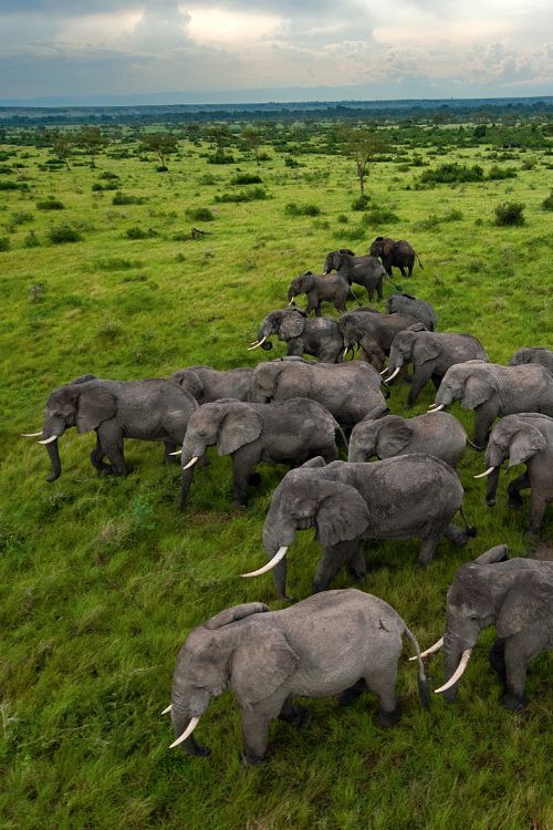 Tsavo West National Park