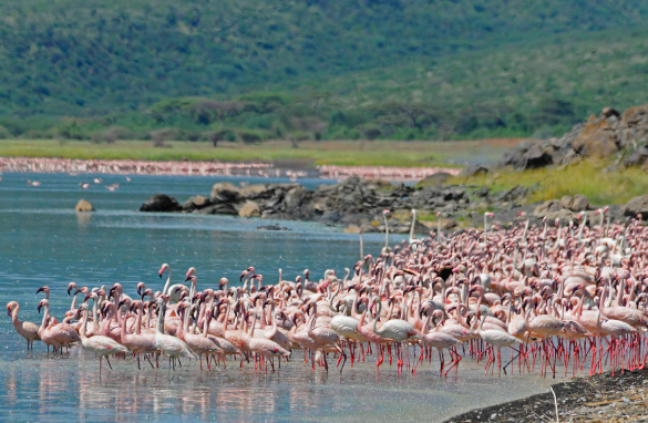 Lake Naivasha