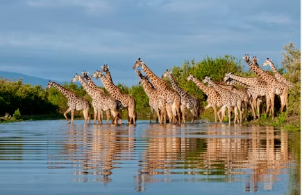 Selous Game Reserve