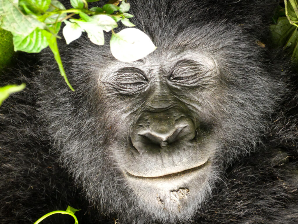 Gorilla trekking