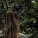 5 Days Uganda Gorilla & Chimpanzee Trek