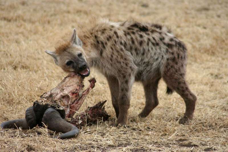 game drive safari