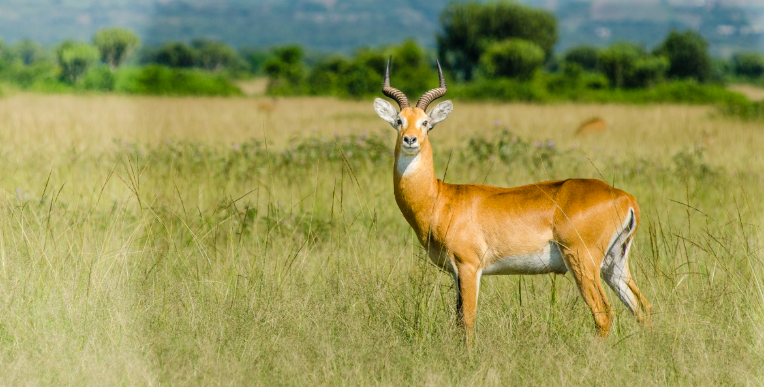 Nairobi National Park