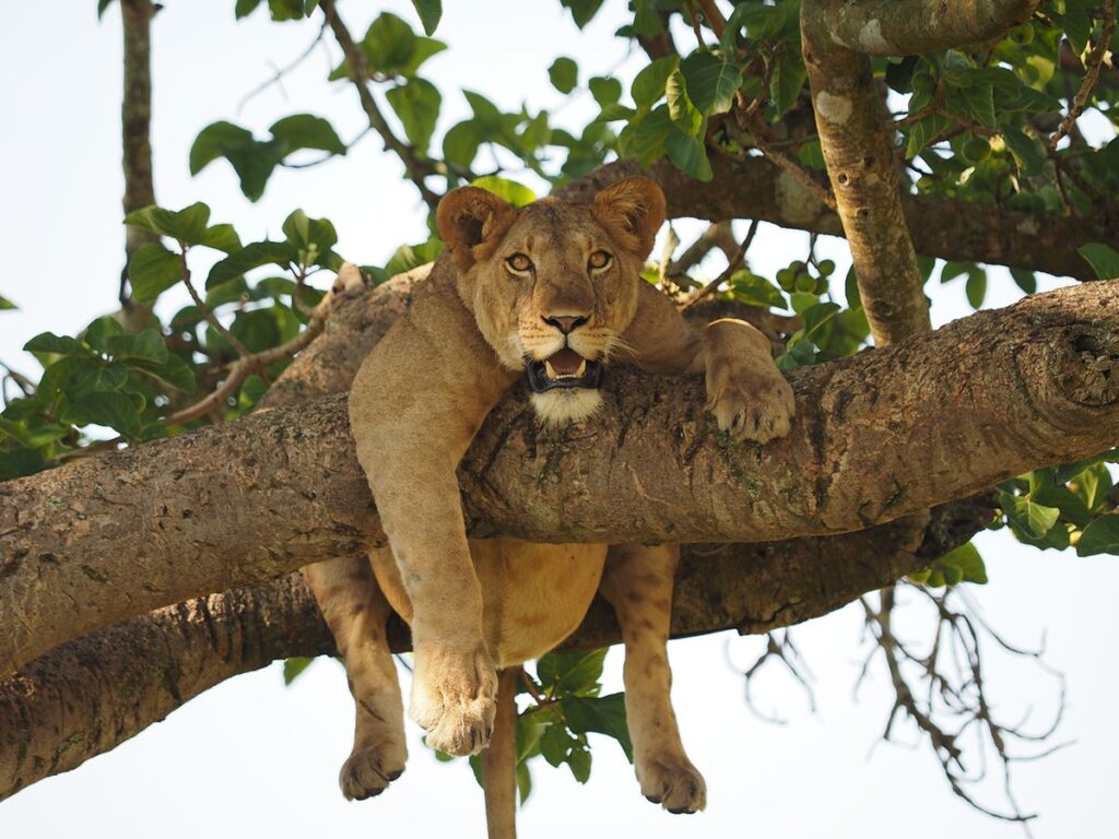 Tree-Climbing Lions in Uganda: Where to See Them