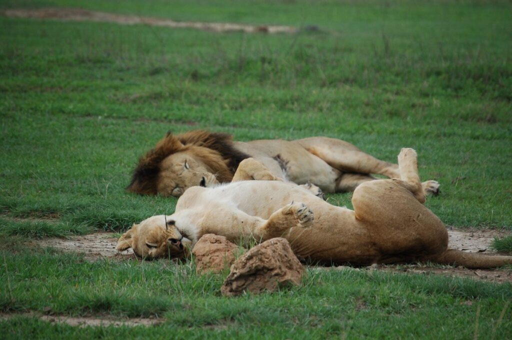 Ngorongoro Crater