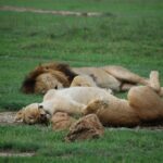 Ngorongoro Crater