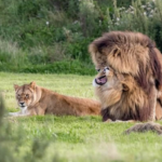 Lion Tracking