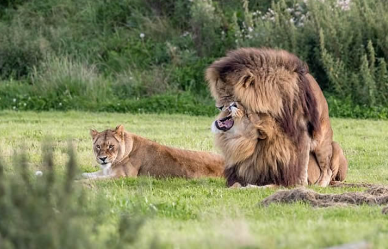 Where to See Lions in Uganda