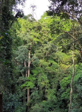 Mabira Forest