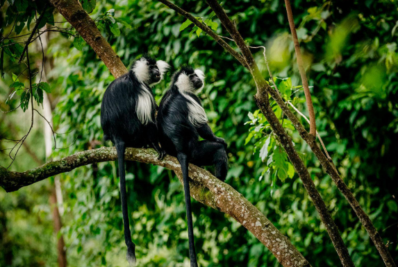 Kibira National Park