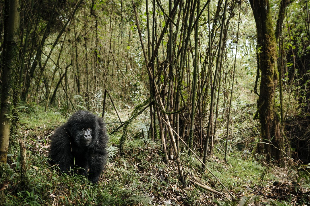 gorilla