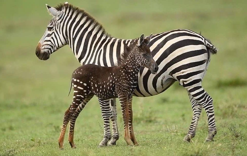 Uganda Wildlife Safari
