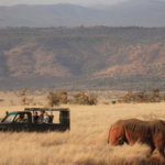 Lewa Wildlife Conservancy