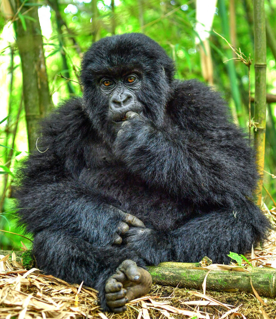 Go To Africa Safaris Gorilla trekking