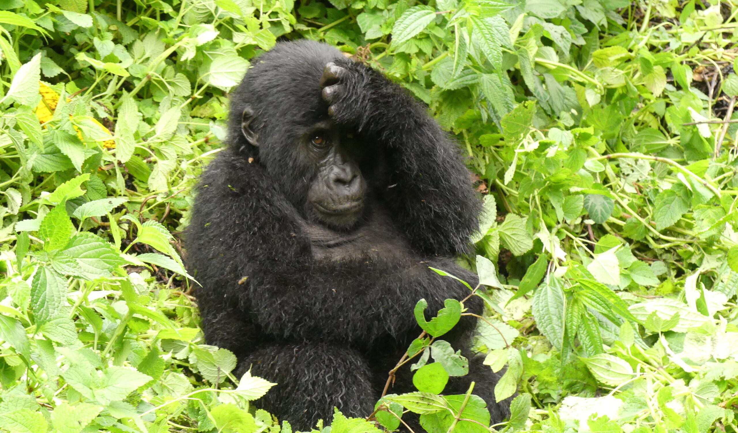 Baby Gorilla