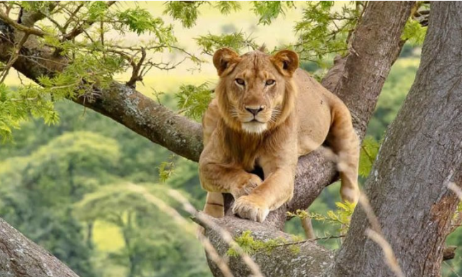 Where to See Lions in Uganda