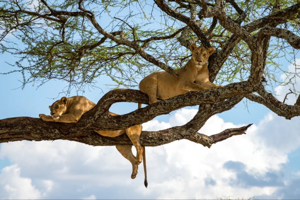 Where to See Lions in Uganda