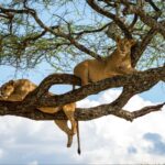 Lake Manyara National Park