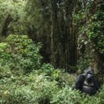 Gorilla Trekking Bwindi forest