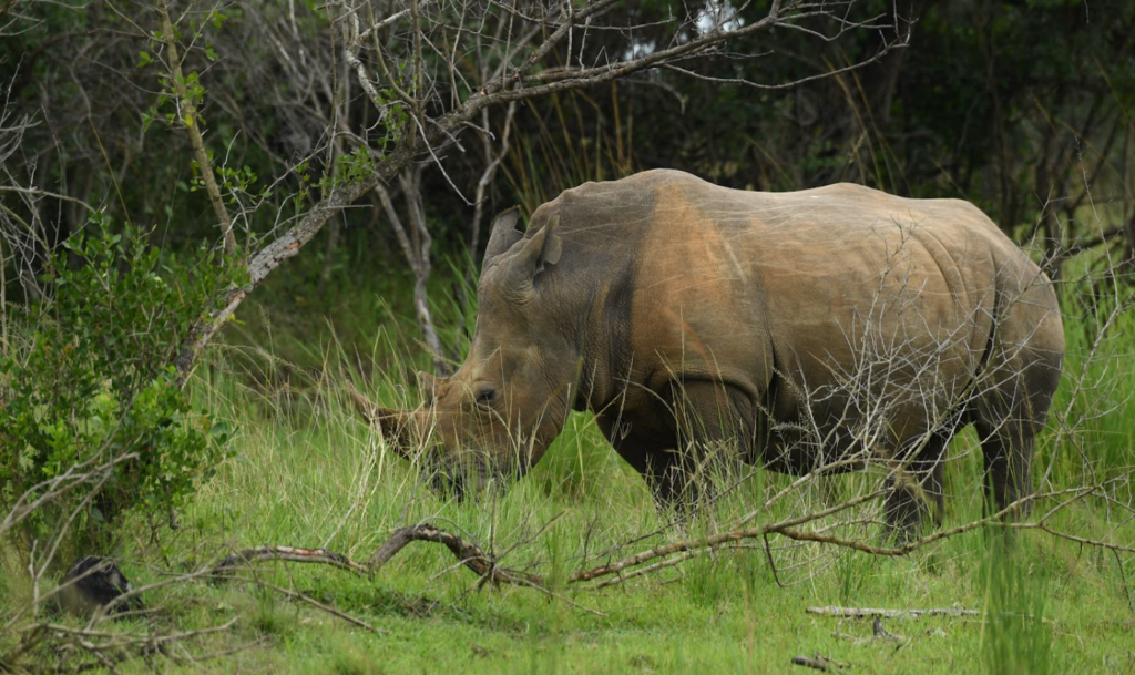 Where to See Rhinos in Uganda