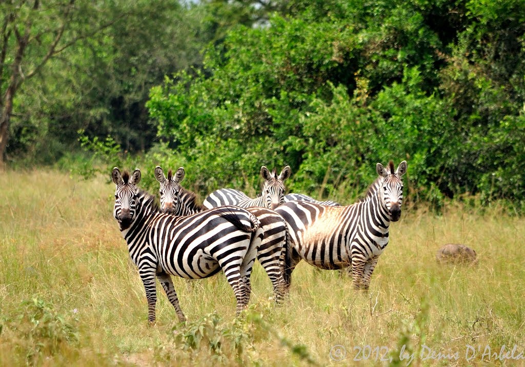 Where to See Zebras in Uganda