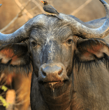 Where to See Buffaloes in Uganda