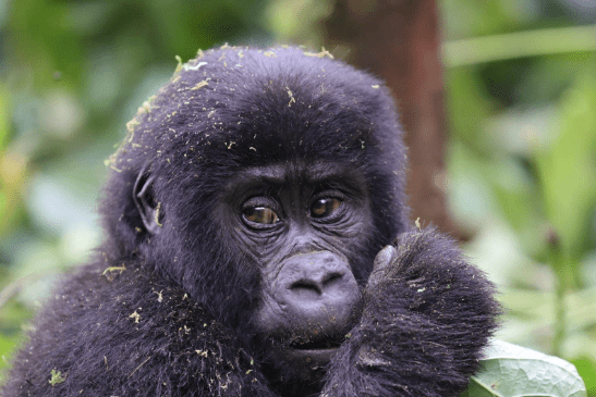Chimpanzee Trekking in Uganda