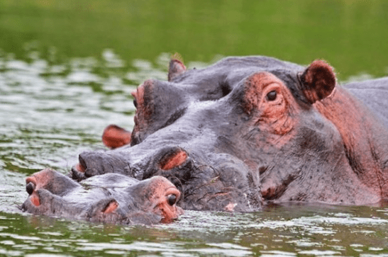 Where to See Hippos in Uganda