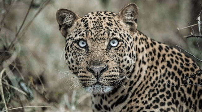 Where to See Leopards in Uganda