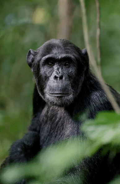 Gorilla Trekking vs Chimpanzee Trekking in Uganda