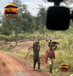 Mountain Gorilla Trekking