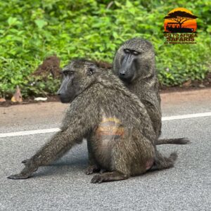 African Tours